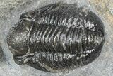 Detailed Gerastos Trilobite Fossil - Morocco #363934-1
